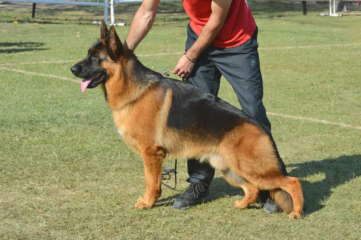 Rambo Del Arenal
