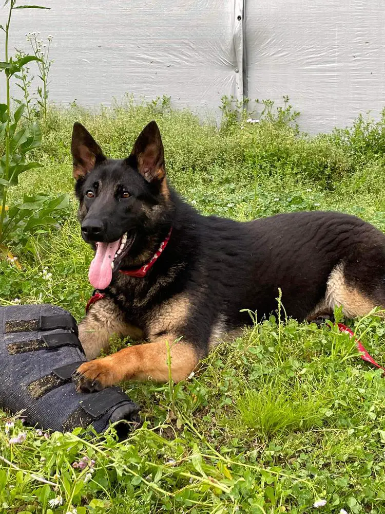 Odessa Vom Marientahler Schlosschen