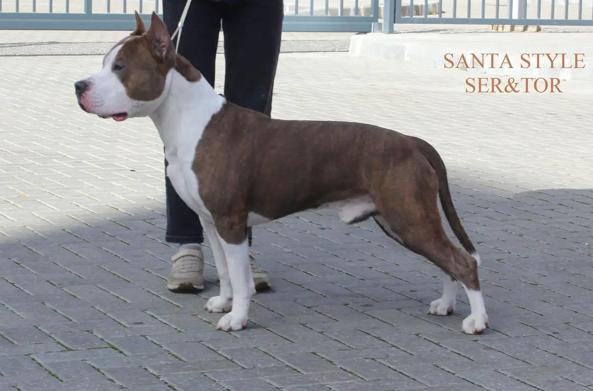 JCH.RUS, RKF, CH.RUS, RKF SANTA STYLE SER&TOR