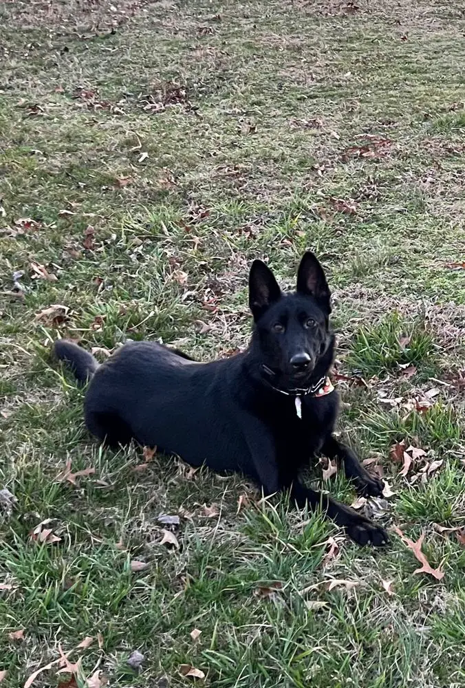 Drago Guamany Vom Haus