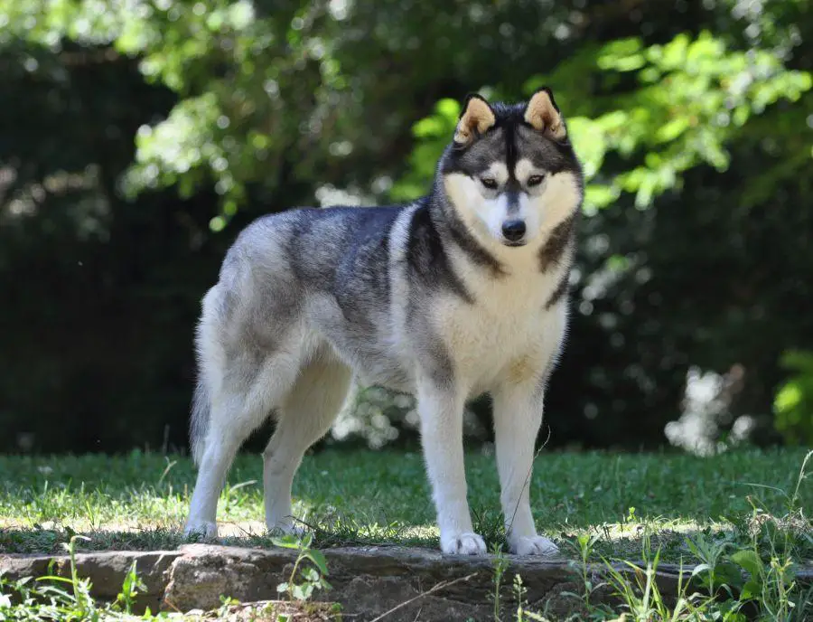 Multi CH B´n´W Run For Fun B.G´s Phantasia