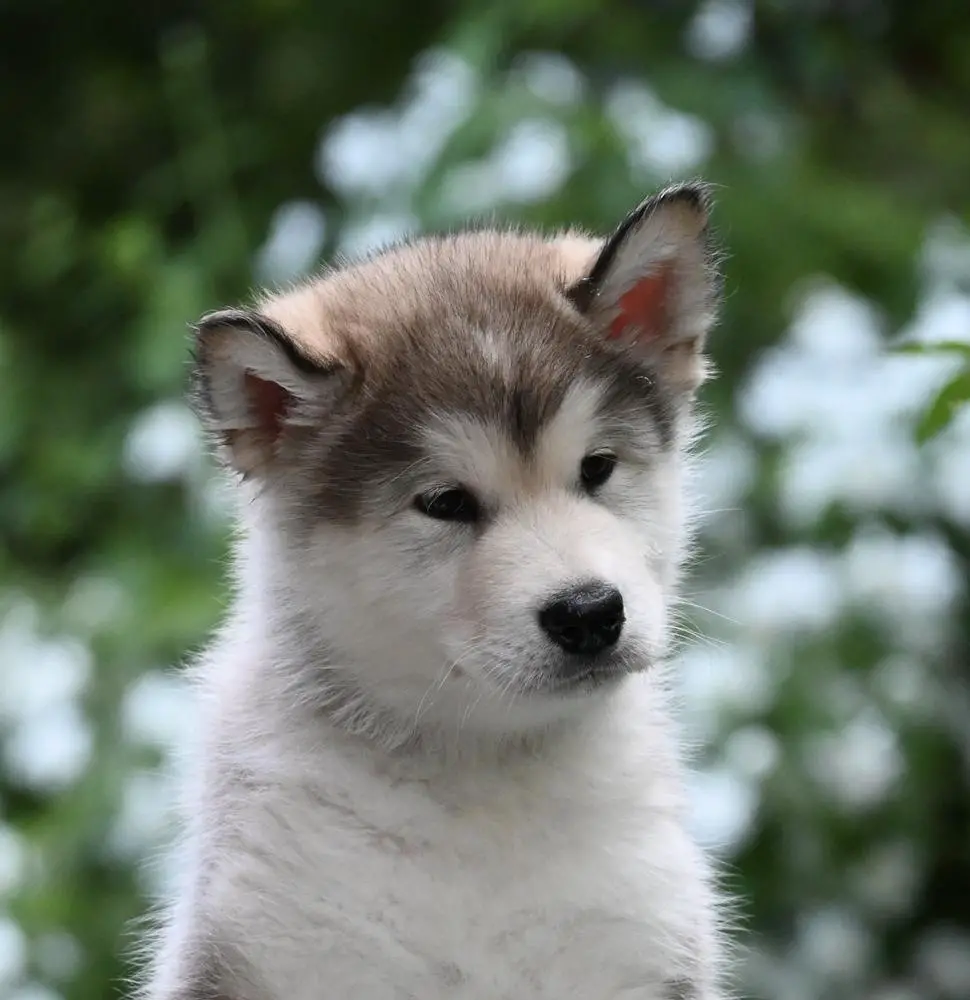 STAR IS BORN Chaos-Pak