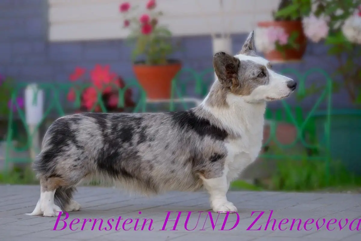 BERNSTEIN HUND ZHENEVEVA