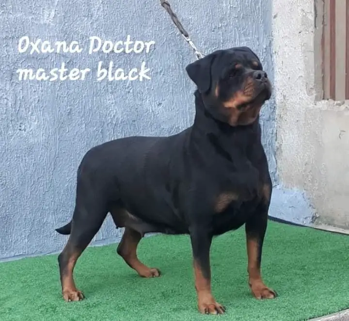 OXANA DOCTOR MASTER BLACK