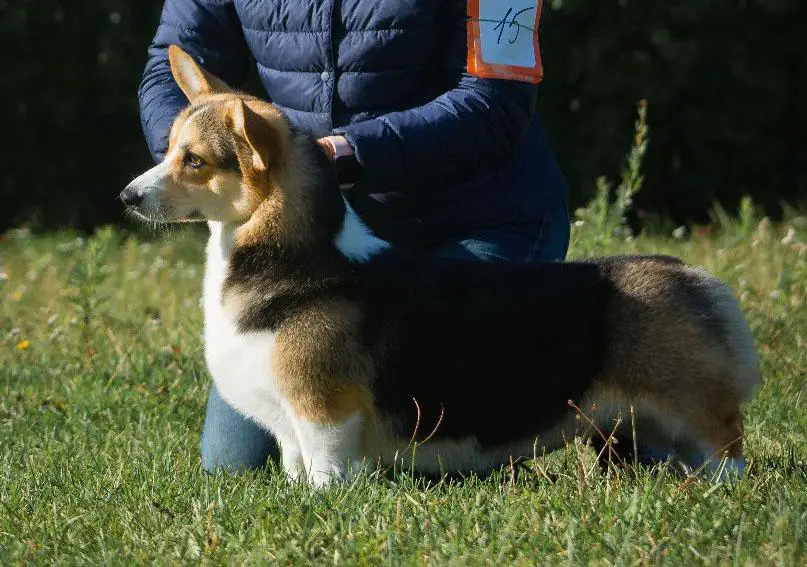 Zonenvelt Absolute Happiness