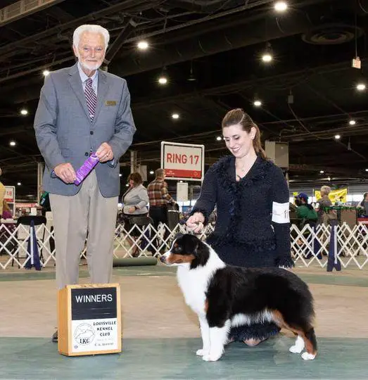 AKC CH Legacy's Chase The Clouds