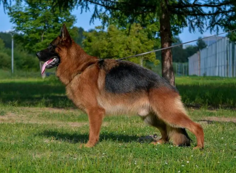 Fordas Gelezinis Vilkas