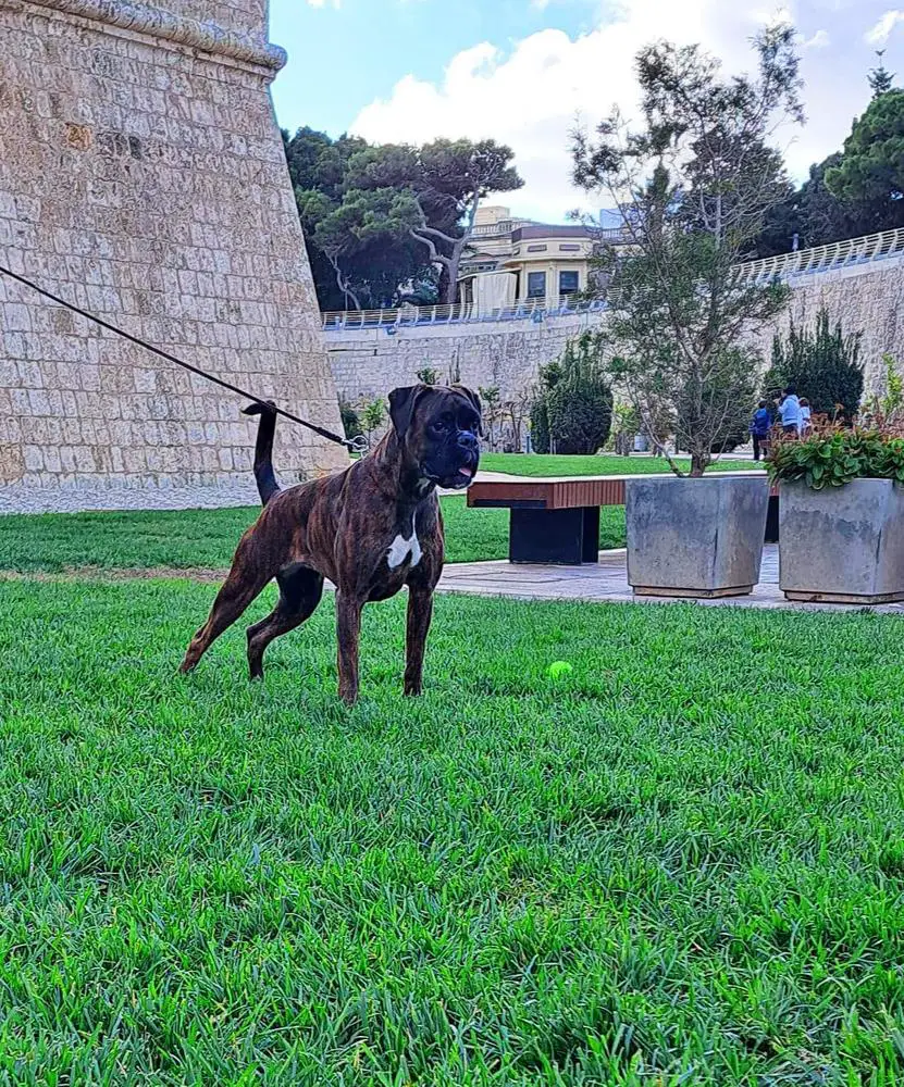 Mlt Jch Niki box Corazon Del Amor