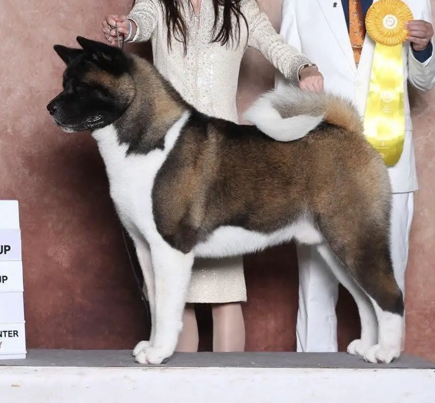 BIS PH GR CH, AKC/PHL/SLO/SLK/AUT/CZ/BIH/A2O CH Devil Prevails Hilarious Peace