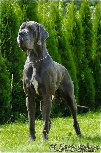 InterCH, GrCH CH Rom,Lit,Pol Don Diego-B Della Baia Azzurra