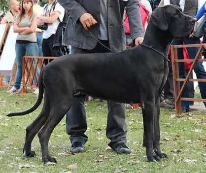 Velvet Georgia Moloseum