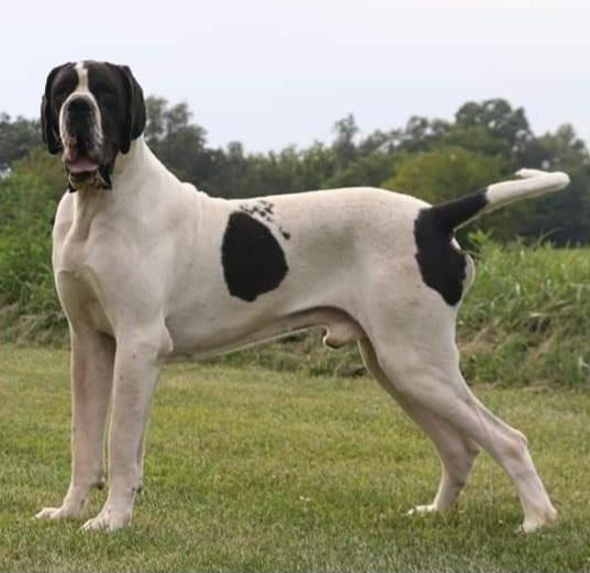 Coronis Of Lauer Danes