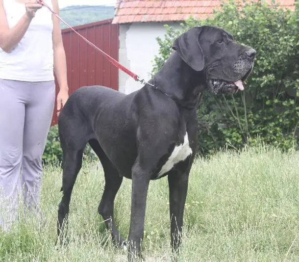 Indiana des Terres de Brandon