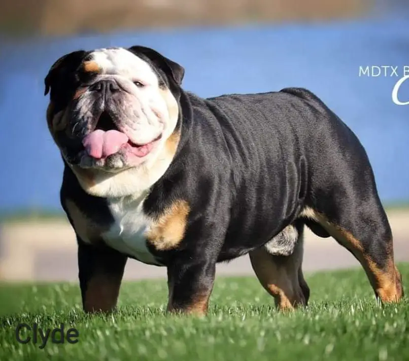 MDXT Bulldogges' Clyde