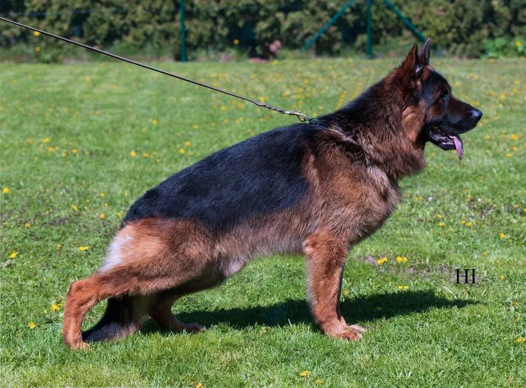 VA1 (CZ) 2024 VA4 (SK) 2023 V1 VT OV FOX Kibitz Bohemia