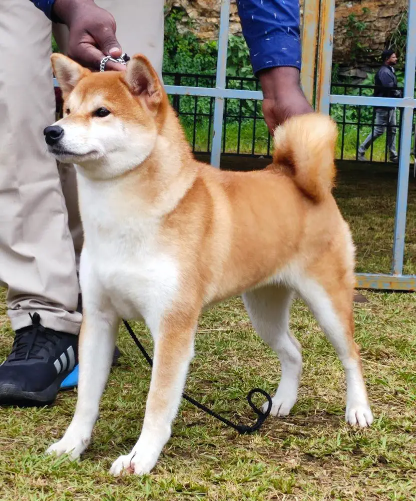 IND.CH LITTLE MUSKETEERS PRINCESS