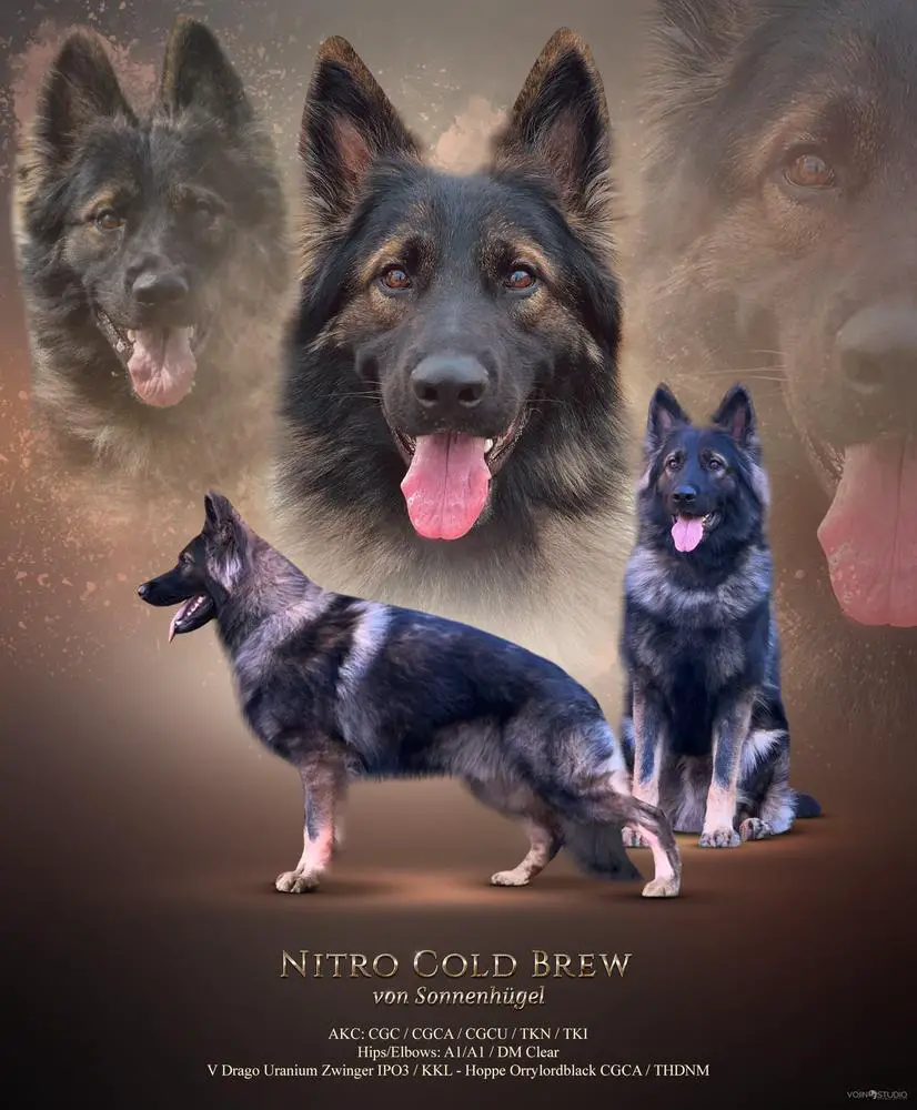 SG1 Nitro Cold Brew Von Sonnenhugel