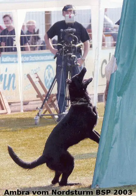 SG Ambra vom Nordsturm