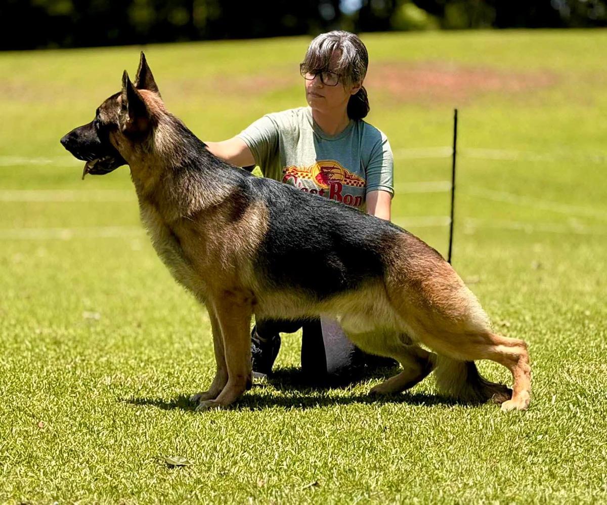 AKC/UKC CH Macabre Kaleef's Megalomaniac