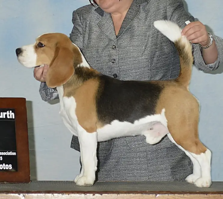 GCHB Foxtail's Never Say Never