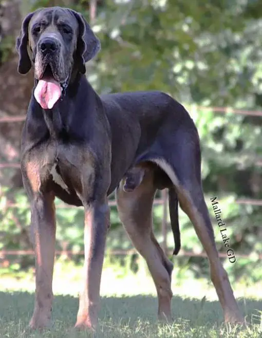 Mallard Lakes Brisket Of Bates