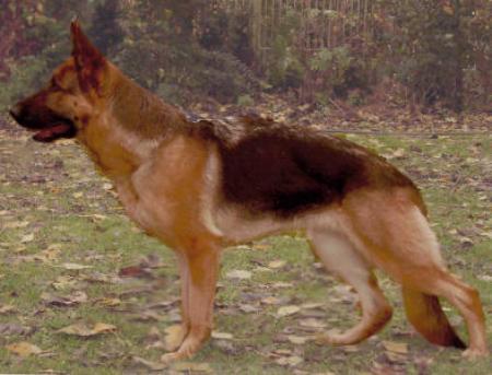 V110 BSZS 2004 Jara von der Burdenow