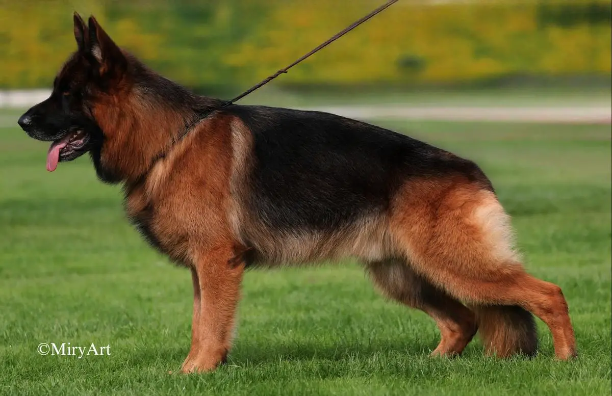 Camataru de Craiova Maxima