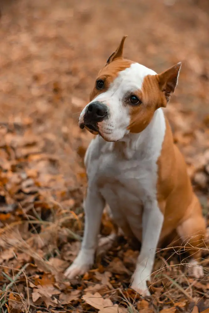 CAC, T1 GUDFINA (2022)