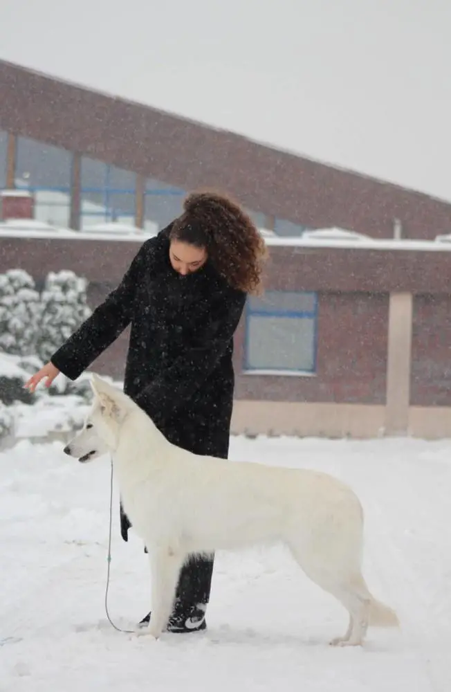 Ch Pol, JCh Pol OMG SPICY POXY Białe Wilki Z Wilkowa