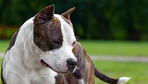 CW Tcenniy Prize Dazzle Macho