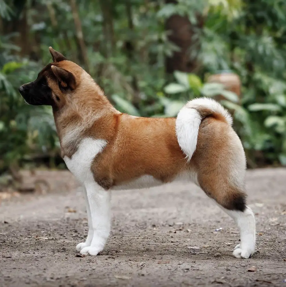 PH CH Valgrand Victory Ultimate Glory Rising