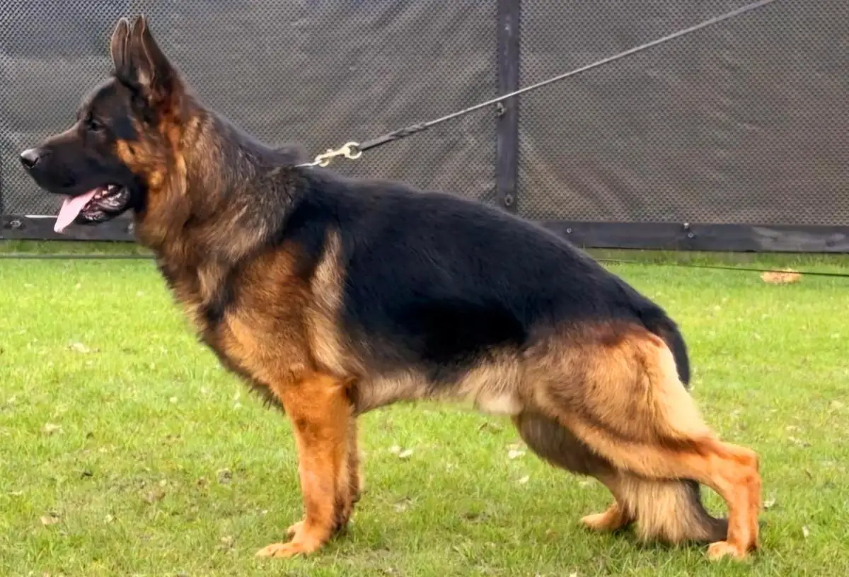 ESSO vom Haus Tchorz