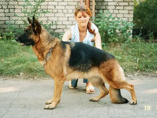 V Babsy vom Stieglerhof