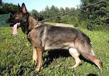 Dolli von der Adelegg