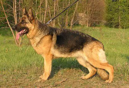 V Fina vom Lichtetal