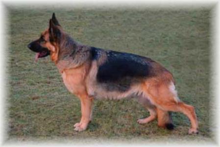 V Dolli vom Holtkämper Hof