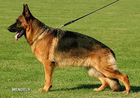 V21 Limbo von Bad-Boll