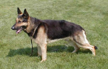 Fello von der Huelhin Haus