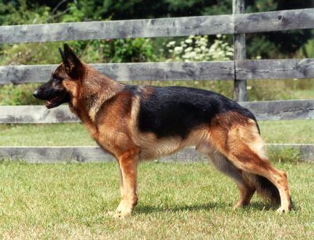 SG-1 (USA) Ossi vom Framheim