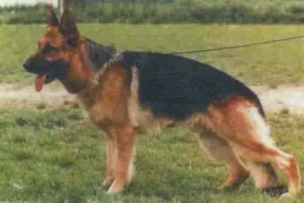 V Gordon von Adeloga