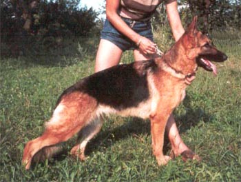 Lassie z Gilanu