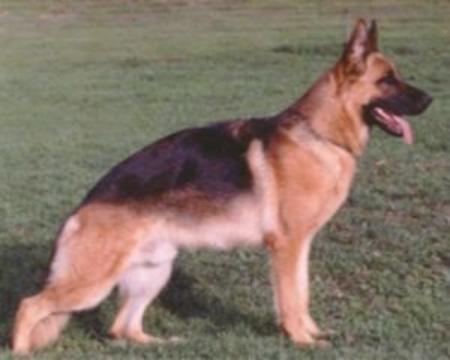 Gigant vom Kapellenberg