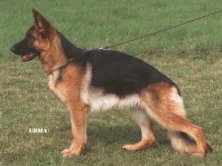 SG 1 Orla vom Feuermelder