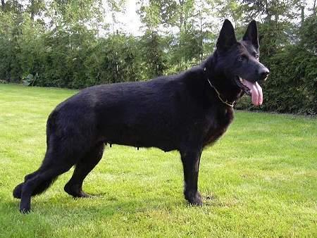 SG 2 Vienna vom Scharwachter