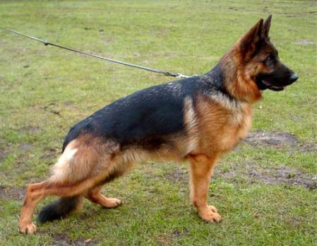 V Yasmin vom Butjenter Land