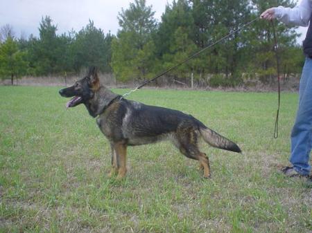 Anouk vom Bibelenfeld