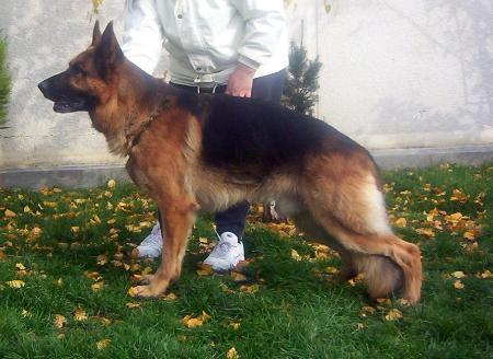 V Aranyvölgyi-Örseg Odin