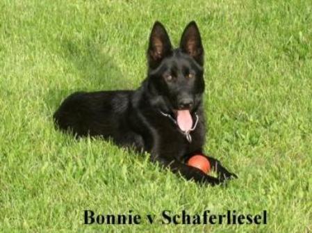 Bonnie vom Schaferliesel