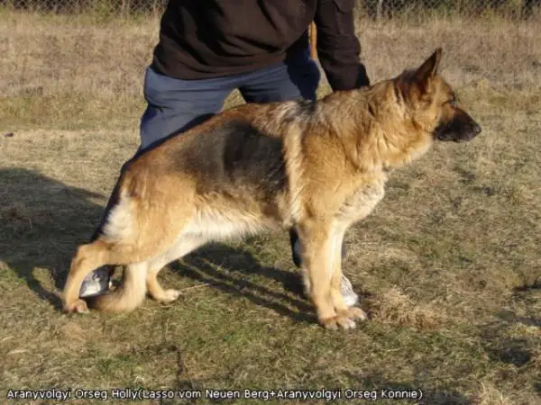 Aranyvölgyi-Örseg Holly