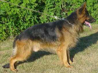 Brix vom Haus Barrett